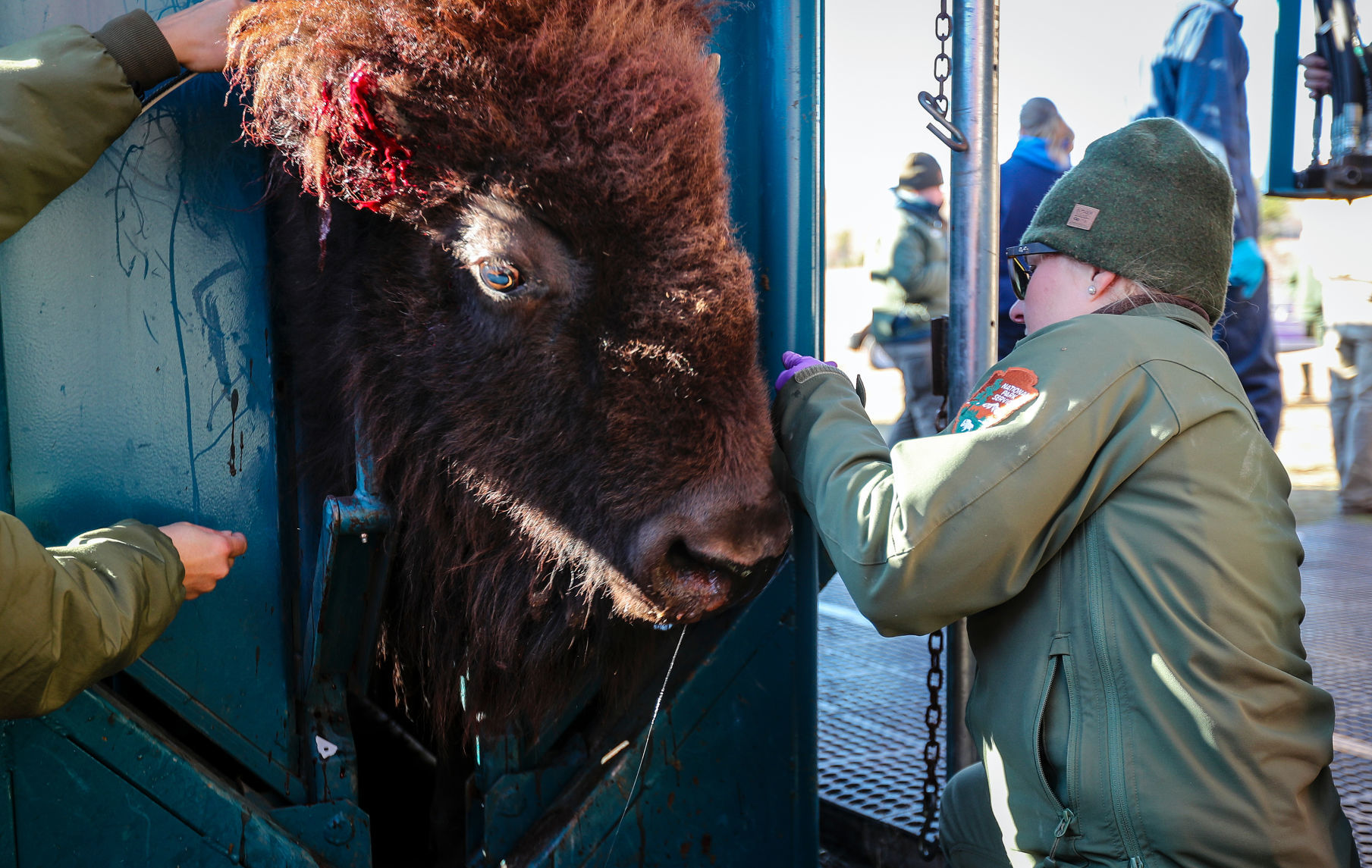 Bison Round Up and Wind Cave National Park
